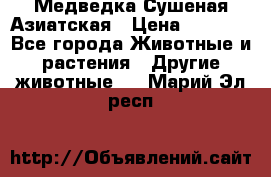 Медведка Сушеная Азиатская › Цена ­ 1 400 - Все города Животные и растения » Другие животные   . Марий Эл респ.